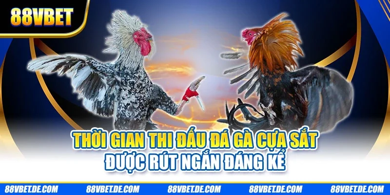 Thời gian thi đấu đá gà cựa sắt được rút ngắn đáng kể