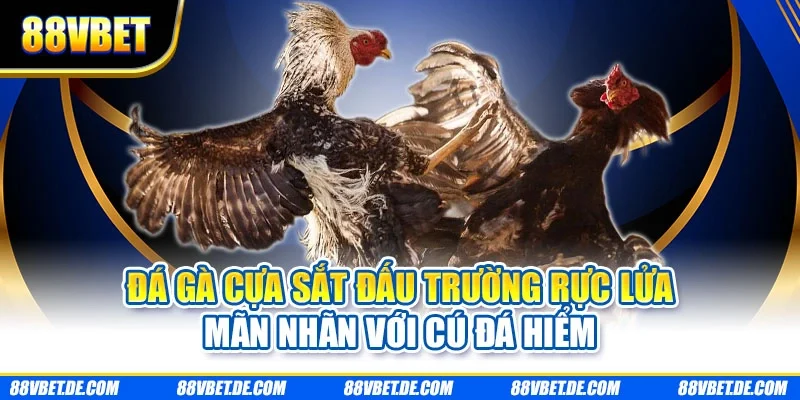 Đá gà cựa sắt