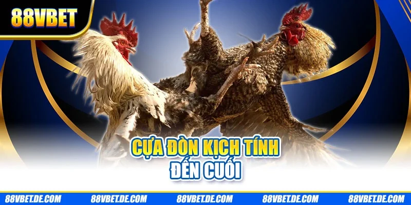 Cựa đòn kích tính đến cuối
